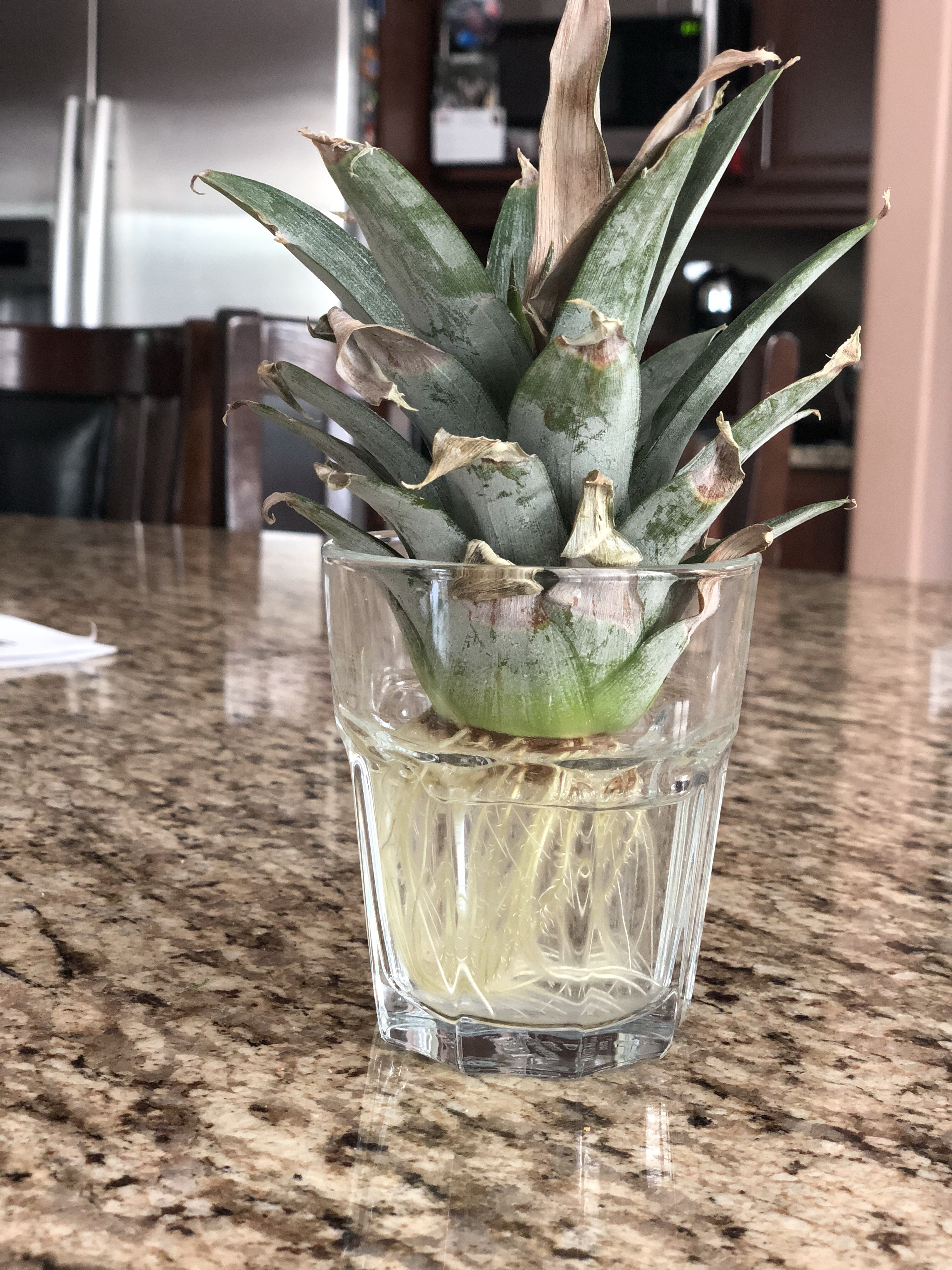 How-To-Get-A-Free-Pineapple-Plant