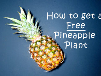 How-to-get-a-Free-Pineapple-Plant.png